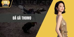 Đá gà thomo