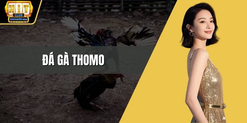 Đá gà thomo