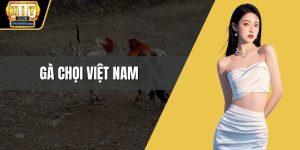 Gà chọi Việt Nam