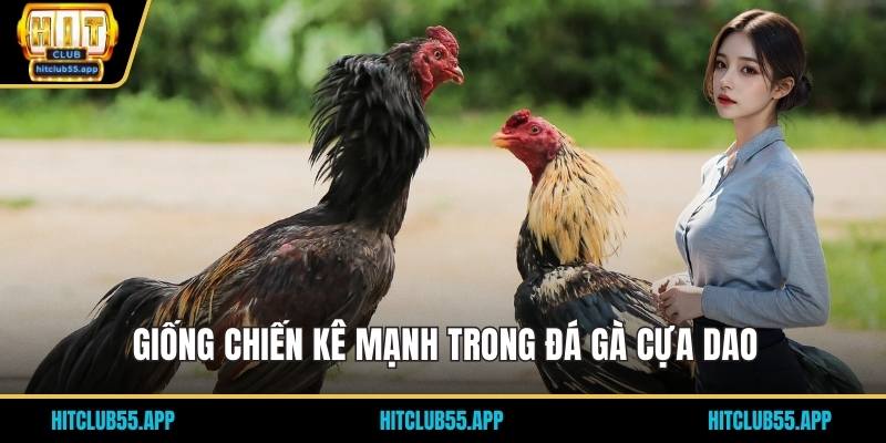 Giống chiến kê mạnh trong đá gà cựa dao
