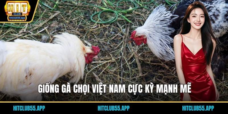 Giống gà chọi Việt Nam cực kỳ mạnh mẽ