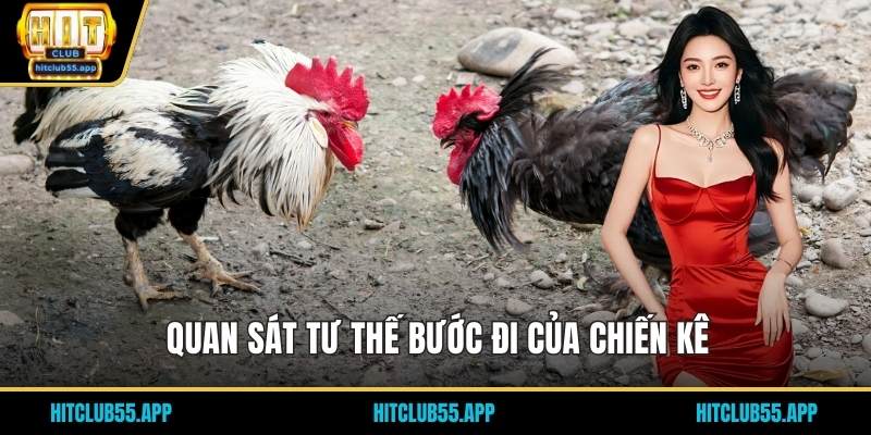 Quan sát tư thế bước đi của chiến kê