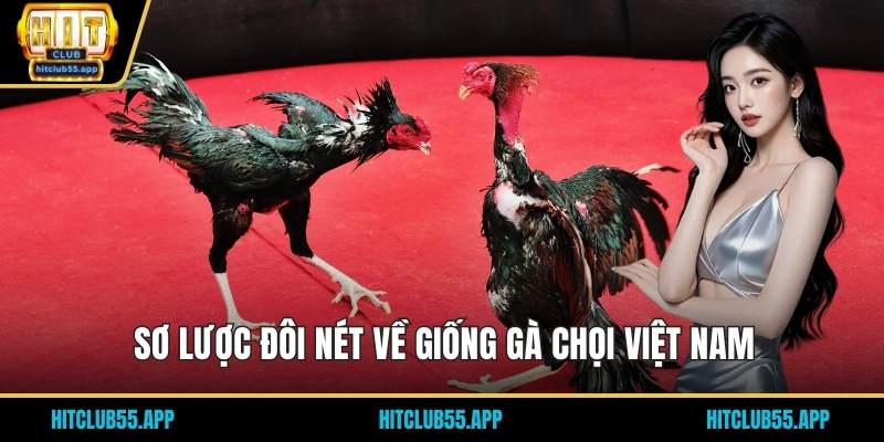 Sơ lược đôi nét về giống gà chọi Việt Nam